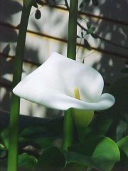 Common Calla Lily
Calla lilies are not true lilies, but are arum (jack-in-the-pulpit) family members. They are stemless plants whose flowers and leaves rise directly from rhizomes. They typically grow in clumps to 24-36” tall and feature large arrowhead-