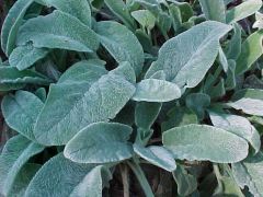 Lamb's Ear, Betony
Lamb's ears is grown primarily for its thick, soft, velvety, silver-gray leaves which typically form a rapidly spreading mat approximately 4-6" off the ground. Leaves are evergreen in warm climates, but will depreciate considerably in 