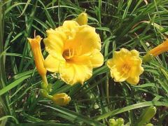 Daylily
This diploid cultivar features profuse 2.75-inch diameter yellow flowers with ruffled edges and deeper yellow throats. Flower is classified as a miniature. Flowers are borne on naked stems (scapes) above a clump of arching, linear, blade-like lea