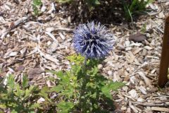 Small Globe Thistle
Globe thistle is a large 4' tall plant, with golf ball-sized steel blue flower heads atop strands of rigid stems with deeply lobed, dark green, thistle-like foliage. Excellent cut and dried flower. Tolerates hot and humid summers.