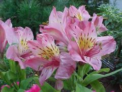 Lily of the Incas, Peruvian Lily
Peruvian lily is a tuberous perennial native to South America. Terminal clusters of small, lily-like flowers top slender, upright stems growing in bushy clumps to 2-3' tall. Flowers in yellow or orange, often with spottin
