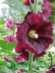Hollyhock
Hollyhocks are old garden favorites. This mix of singles features plants which produce huge (4-5" diameter), outward-facing, single flowers in a wide variety of colors including reds, pinks, whites, and light yellows. The flowers grow on rigid,