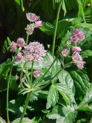 Masterwort
A clump-forming plant. Flower is an umbel (to 1.5" across) of reddish florets growing from a star-like ruff of petal-like greenish or pinkish-tinged bracts. Medium green lower leaves are palmately cut into 3-5 (usually 5) toothed lobes. Long l