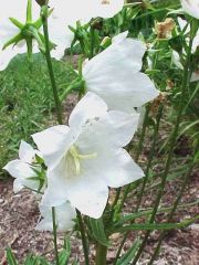 Peach Leaf Bell Flower
This peach-leaved bellflower cultivar is a rosette-forming, upright perennial which grows on stiff stems to 1.5-3' tall. Features large, outward-facing, bell-to-cup-shaped flowers (to 1.5" long) which are creamy white edged with la