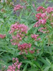 Red Valerian, Jupiter's Beard
Red valerian or Jupiter's beard is a well-branched, bushy, clump-forming, woody-based perennial which is valued for its ability to produce a showy bloom in poor soils from spring to frost. Late summer to fall bloom can be qu
