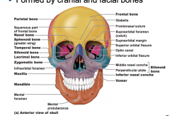 Axial Skeleton: Skull and Facial bones Flashcards - Cram.com