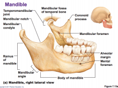 Axial Skeleton: Skull and Facial bones Flashcards - Cram.com