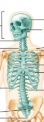 What makes up the axial skeleton?