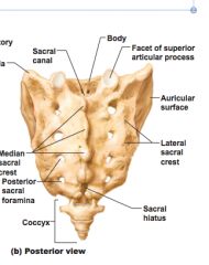 Sacral canal, body, coccyx