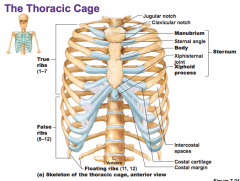 Jugular notch, clavicular notch, sternum (manubrium, body, xiphisternal joint, xiphoid process), intercostal spaces, true ribs, floating ribs, false ribs