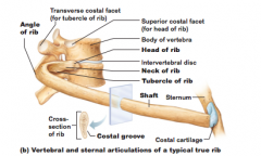 Head of rib, neck of rib, shaft, coastal cartilage