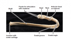 Head, neck, shaft, facets for articulation with vertebrae, junction with costal cartilage