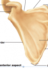 Name structures of right anterior scapula