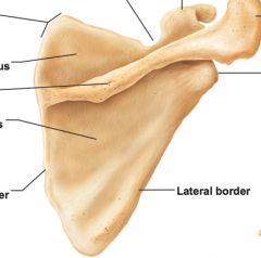 Name structures of right posterior scapula