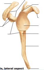 Name structures of right scapula, lateral view