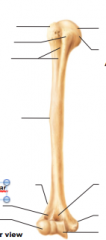 Name structures of humerus, anterior view