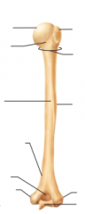 Name structures of humerus, posterior view