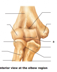 Name structures, anterior view at elbow region