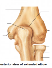 Name structures, posterior view of extended elbow