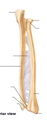 Name structures, bones of forearm, posterior view