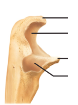 Name structures, proximal portion of ulna, lateral view