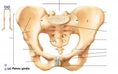 Name structures of pelvic girdle