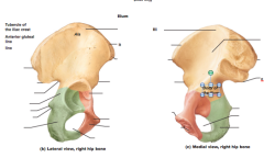 Name structures of pelvic girdle, lateral and medial views