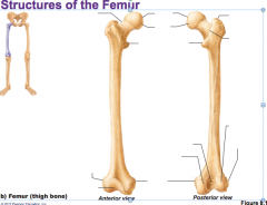 Name structures of the femur, anterior and posterior views :)