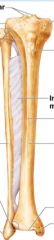 Name structures, anterior surface of tibia and fibula