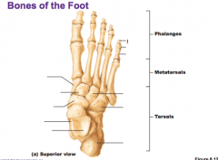Name structures of foot, superior view