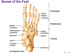 Appendicular skeleton: Pelvis-->Foot Flashcards - Cram.com