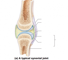 Name structures of synovial joint