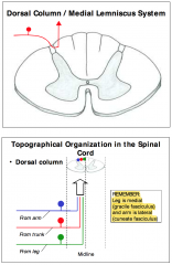 - Fibers of the dorsal root ganglion neurons carrying sensations of touch, vibration and proprioception use the dorsal column / medial lemniscus system. 
- They enter the dorsal column of the spinal cord and ascend within this white matter tract up to th