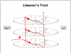 - Collaterals of the primary afferent fibers may ascend (or descend) one or two segments in the dorsolateral fasciculus (or dorsolateral tract, or zone of Lissauer) of the spinal cord.