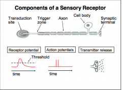 - Receptor potentials are generated at the transduction site of a sensory receptor
- These receptor potentials = “graded potentials” or "analog signals"