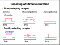 - Slowly adapting receptors remain depolarized and produce increased rates of action potentials for the whole duration of the stimulus = CONSTANT MONITORING
- Rapidly adapting receptors may only signal the onset of the stimulus; receptor potential quickl