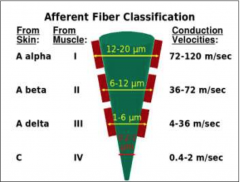 1. Large myelinated fibers
2. Medium myelinated fibers
3. Small myelinated fibers
4. Unmyelinated fibers
