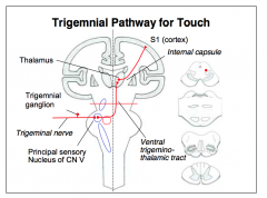 - Primary afferent sensory receptor neurons have their
cell body in the trigeminal ganglion. 
- The primary afferent fibers carrying
touch, vibration or proprioception sensory information enter the brainstem at the pons. 
- They synapse in the princip