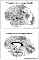 The primary somatosensory cortex S1 is located in the parietal lobe of the cerebral cortex. It forms the postcentral gyrus (and part of the paracentral lobule in the medial view). It is represented in Brodmann’s areas 3, 1 and 2