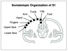Map refers to points of our body’s surface, the map for the somatosensory system is called a somatotopic map