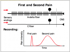 First Pain = sharp, pricking sensation. It results from an activation of thermal or mechanical nociceptors and signal conduction through myelinated A-delta fibers.

Second Pain = burning sensation that has a slower onset. It results from an activation o