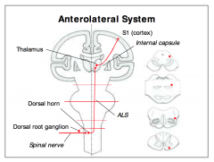 - Primary afferent fibers start in the dermatomes of the skin and synapse in the dorsal horn of the grey matter of the spinal cord, in a region called substantia gelatinosa, 
- Fibers of the second order neurons cross
over to the contralateral side, whe