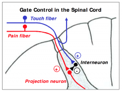 Large myelinated fibers carrying touch sensations activate inhibitory interneurons within the dorsal horn of the spinal cord, which then reduce the flow of nociceptive information through the “gate” between nociceptors + (first order neurons of the pain p