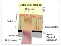 - Light activates the photosensitive elements of the retinal photoreceptors, which are adjacent to the retinal pigment epithelium. 
- The optic disc region itself only contains axons of retinal ganglion cells, the output elements of the retina, but it la