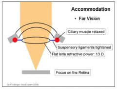 - During far vision, light rays originating from a distant object can be considered (almost) parallel. 
- The ciliary muscle, which is a circular muscle around the lens, is relaxed. The diameter of this circular structure is large, causing tightening of 