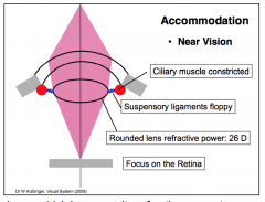 During near vision incoming light rays can no longer be considered parallel. Therefore, a stronger refractive power is needed to focus the light rays on the retina.
- The lens follows its own elasticity and gets a more rounded (more convex) shape, which 