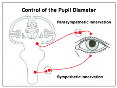 The sympathetic division responsible for pupil dilation.
Preganglionic sympathetic fibers originate in the
intermediolateral cell column in the upper thoracic
region of the spinal cord. They exit the spinal cord through the anterior (ventral) roots and