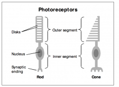 - Outer segments are oriented towards the retinal pigment epithelium (RPE) and their inner segments towards the interior of the eye ball.
- Outer segments contain the visual pigment for the
phototransduction process
- Inner segments form synapses (rod 
