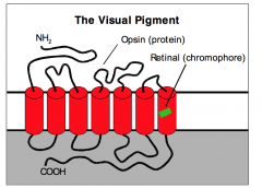 - Protein synthesized in the photoreceptor (cones have different types of opsins).
- The opsin molecule has 7 membrane spanning domains - its amino terminal is located in the disk interior, its carboxy terminal in the cytoplasm of the photoreceptor.