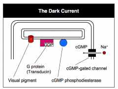 - Photoreceptors, unlike other sensory receptors, are depolarized during darkness
- During darkness, Rhodopsin is coupled to a G protein =  inactive state.
- In the dark, the G protein does not activate the enzyme cGMP phosphodiesterase.
-  There is hi